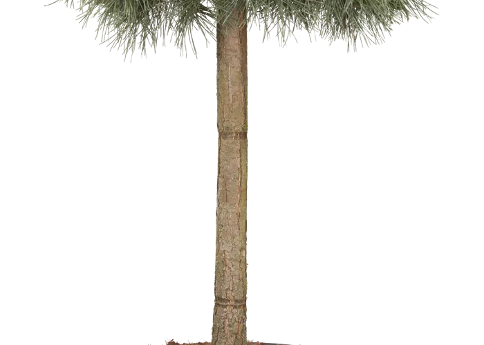 Pinus sylvestris 'Watereri', Stamm  Pinus sylvestris 'Watereri', Stamm