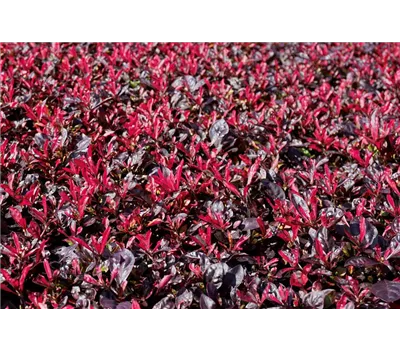 Alternanthera 'Pink'