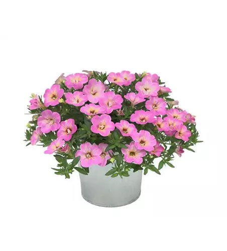 Calibrachoa Neo 'Fancy Fancy'®