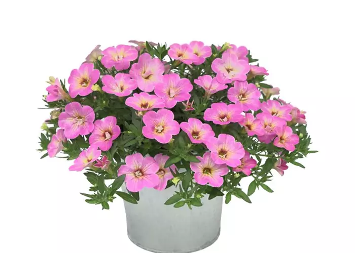 Calibrachoa Neo 'Fancy Fancy'®