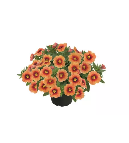 Calibrachoa POCKET™ 'Apricot Eye'
