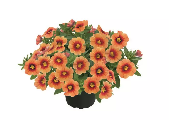 Calibrachoa POCKET™ 'Apricot Eye'