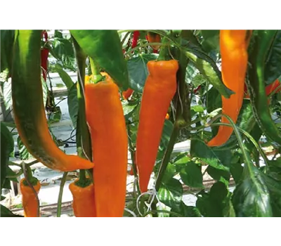 Capsicum annuum 'Coronor' 