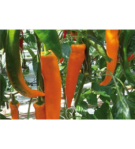 Capsicum annuum 'Coronor' 