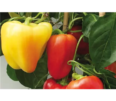 Capsicum annuum 'Ice Age' 
