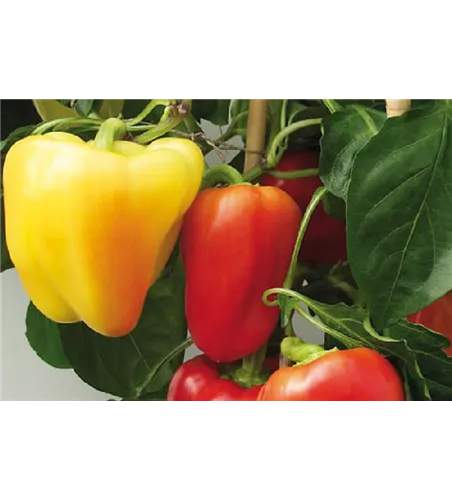 Capsicum annuum 'Ice Age' 