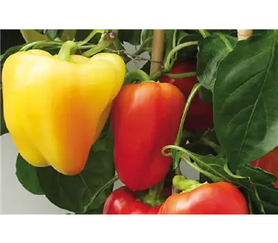Capsicum annuum 'Ice Age' 