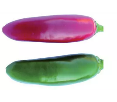 Capsicum annuum 'Fundador' F1
