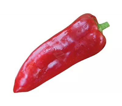 Capsicum annuum 'Kostas F1' 