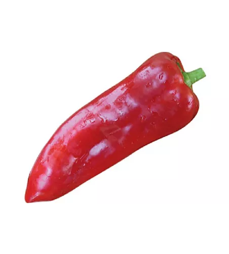 Capsicum annuum 'Kostas F1' 