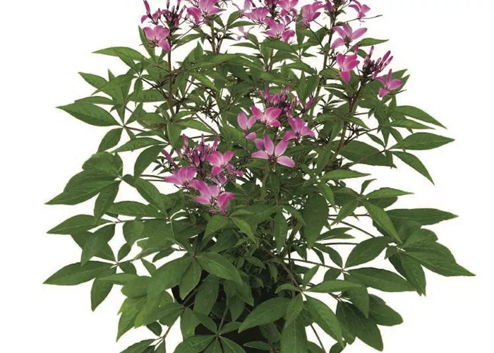 Cleome 'Señorita Rosalita'(s)