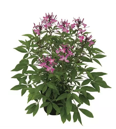 Cleome 'Señorita Rosalita'(s)
