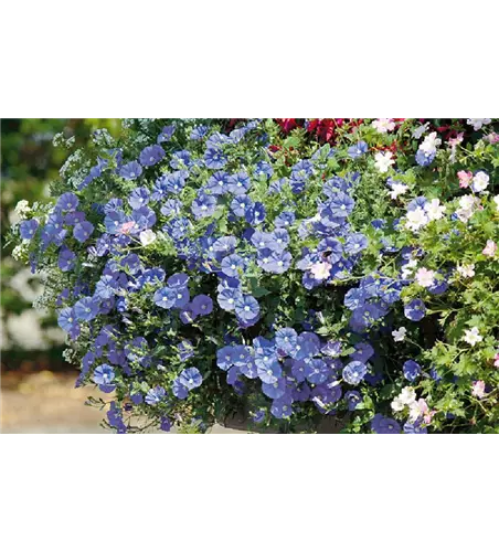 Convolvulus 'Blue Cascade'