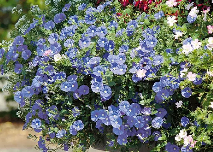 Convolvulus 'Blue Cascade'