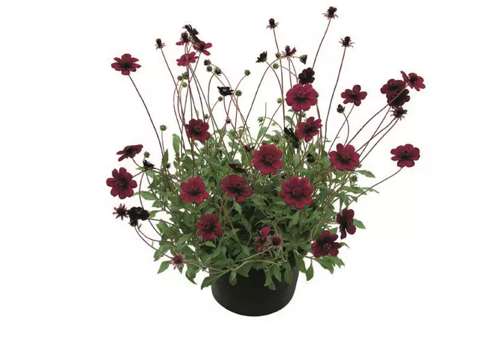 Cosmos atrosanguineus 'Chocamocha'