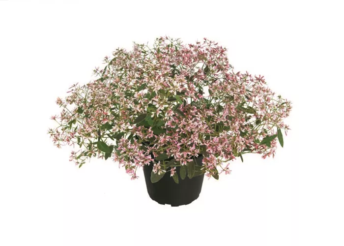 Euphorbia hypericifolia 'Shades in Pink'