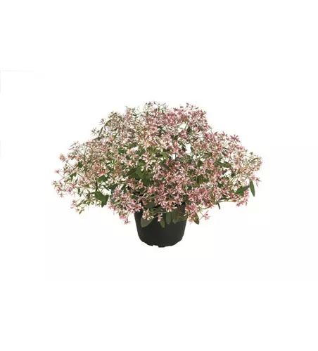 Euphorbia hypericifolia 'Shades in Pink'