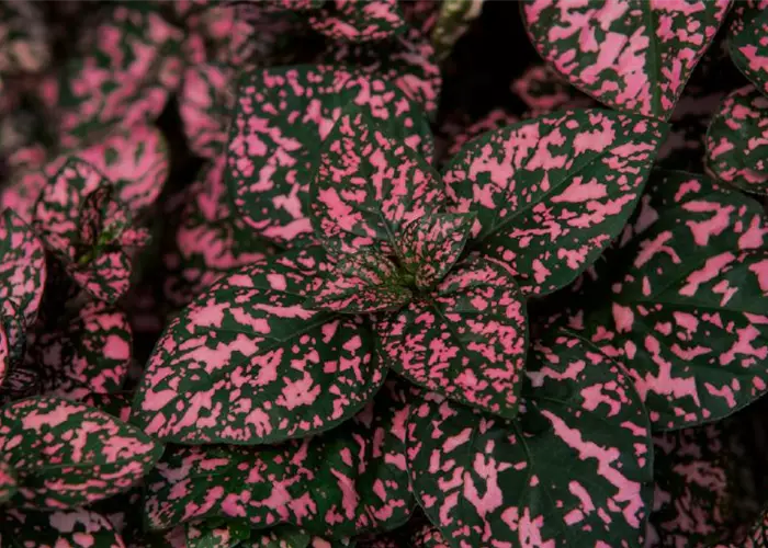Hypoestes HIPPO 'Rose'