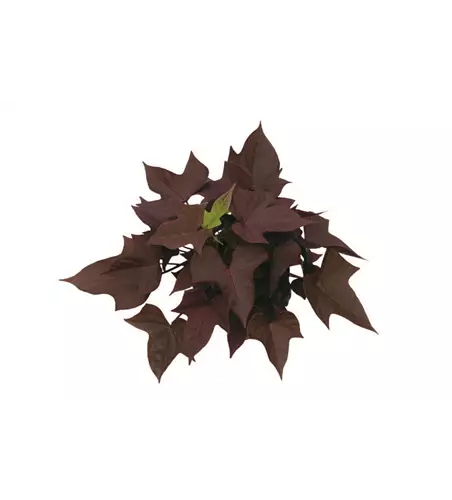 Ipomoea batatas SWEET CAROLINE 'Copper'