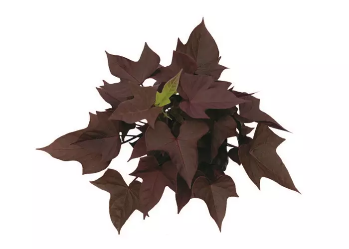 Ipomoea batatas SWEET CAROLINE 'Copper'