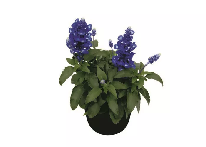 Salvia farinacea 'Midnight Candle'