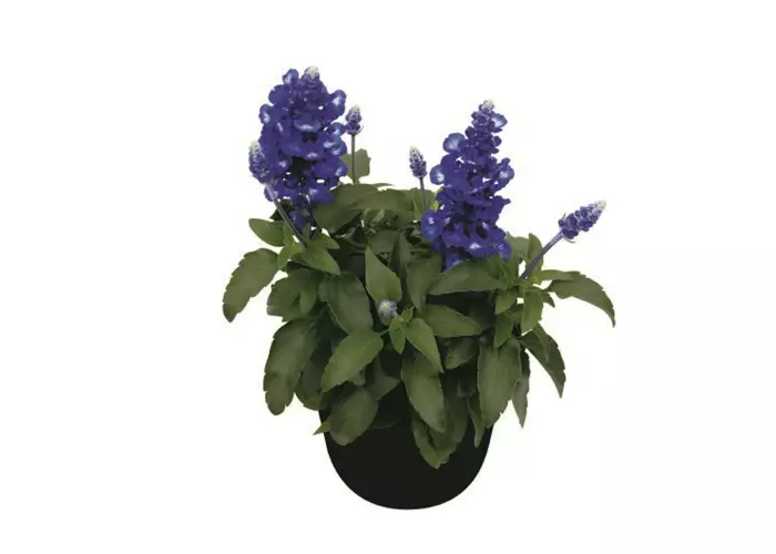 Salvia farinacea 'Midnight Candle'