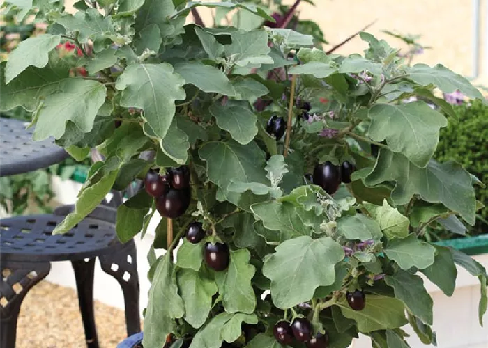 Solanum melongena 'Jackpot' Solanum melongena 'Jackpot'