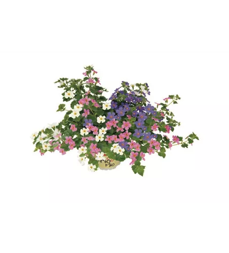 TrioMio™ Sutera 'Everest' 