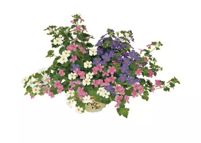 TrioMio™ Sutera 'Everest' 