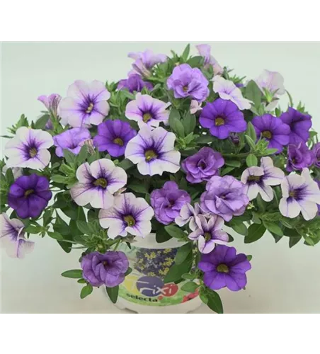 Trixi® Calibrachoa 'Shades of Blue'