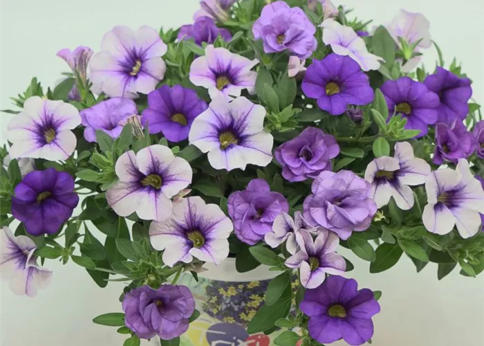 Trixi® Calibrachoa 'Shades of Blue'