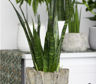 Sansevieria trifasciata mix Sansevieria trifasciata mix