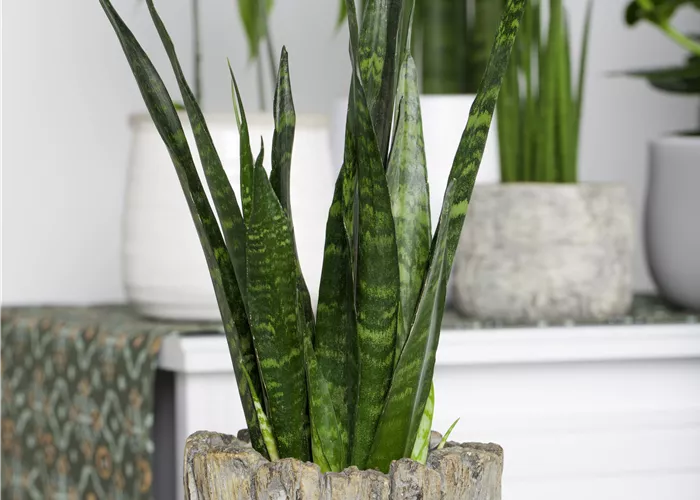 Sansevieria trifasciata mix Sansevieria trifasciata mix