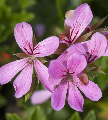 Pelargonium pelt. 'Ville de Paris Lila'