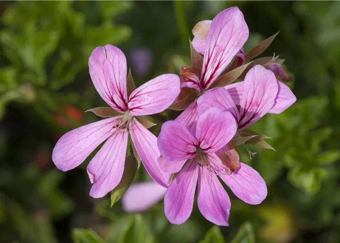 Pelargonium pelt. 'Ville de Paris Lila' Pelargonium pelt. 'Ville de Paris Lila'