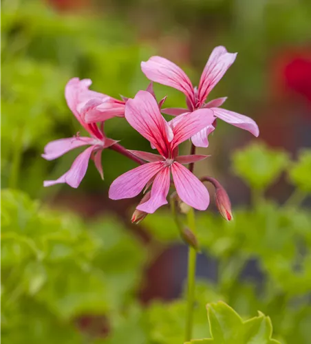 Pelargonium pelt. 'Ville de Paris Rosa