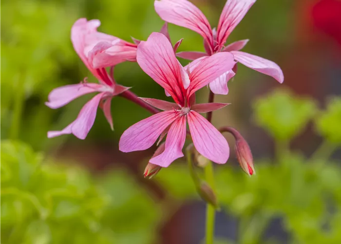 Pelargonium pelt. 'Ville de Paris Rosa Pelargonium pelt. 'Ville de Paris Rosa
