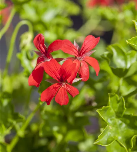 Pelargonium pelt. 'Ville de Paris Rot Pelargonium pelt. 'Ville de Paris Rot