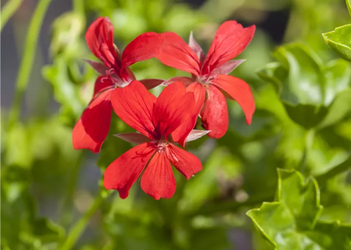 Pelargonium pelt. 'Ville de Paris Rot Pelargonium pelt. 'Ville de Paris Rot
