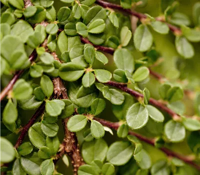 Cotoneaster microph. 'Streibs Findling'