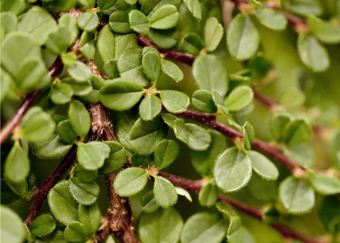 Cotoneaster microph. 'Streibs Findling' Cotoneaster microph. 'Streibs Findling'