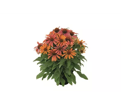 Echinacea purpurea 'Orange Skipper'®