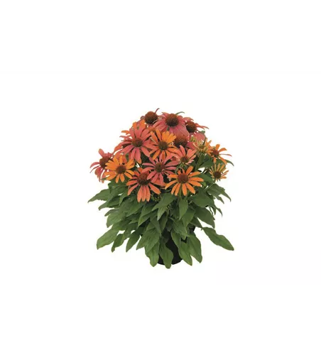 Echinacea purpurea 'Orange Skipper'®