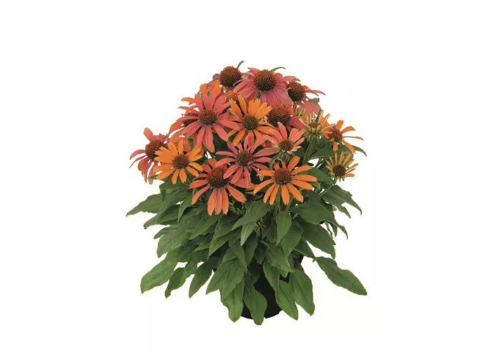 Echinacea purpurea 'Orange Skipper'® Echinacea purpurea 'Orange Skipper'®
