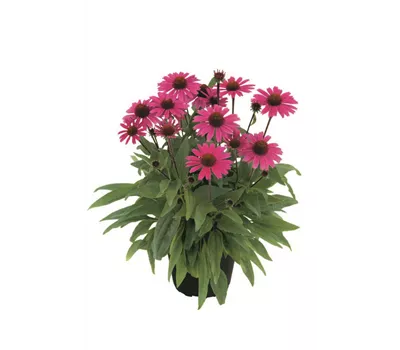 Echinacea purpurea 'Sensation Pink'