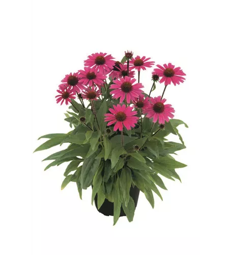 Echinacea purpurea 'Sensation Pink'