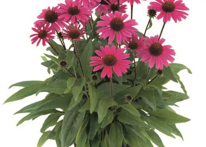 Echinacea purpurea 'Sensation Pink' Echinacea purpurea 'Sensation Pink'