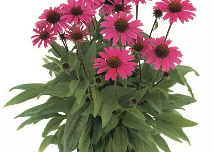 Echinacea purpurea 'Sensation Pink'