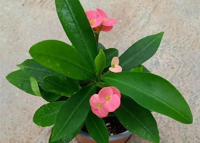 Euphorbia milii 'Hot Milii' Hellrosa