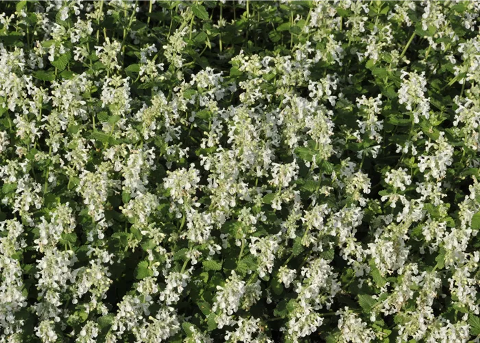 Nepeta racemosa 'Snowflake'